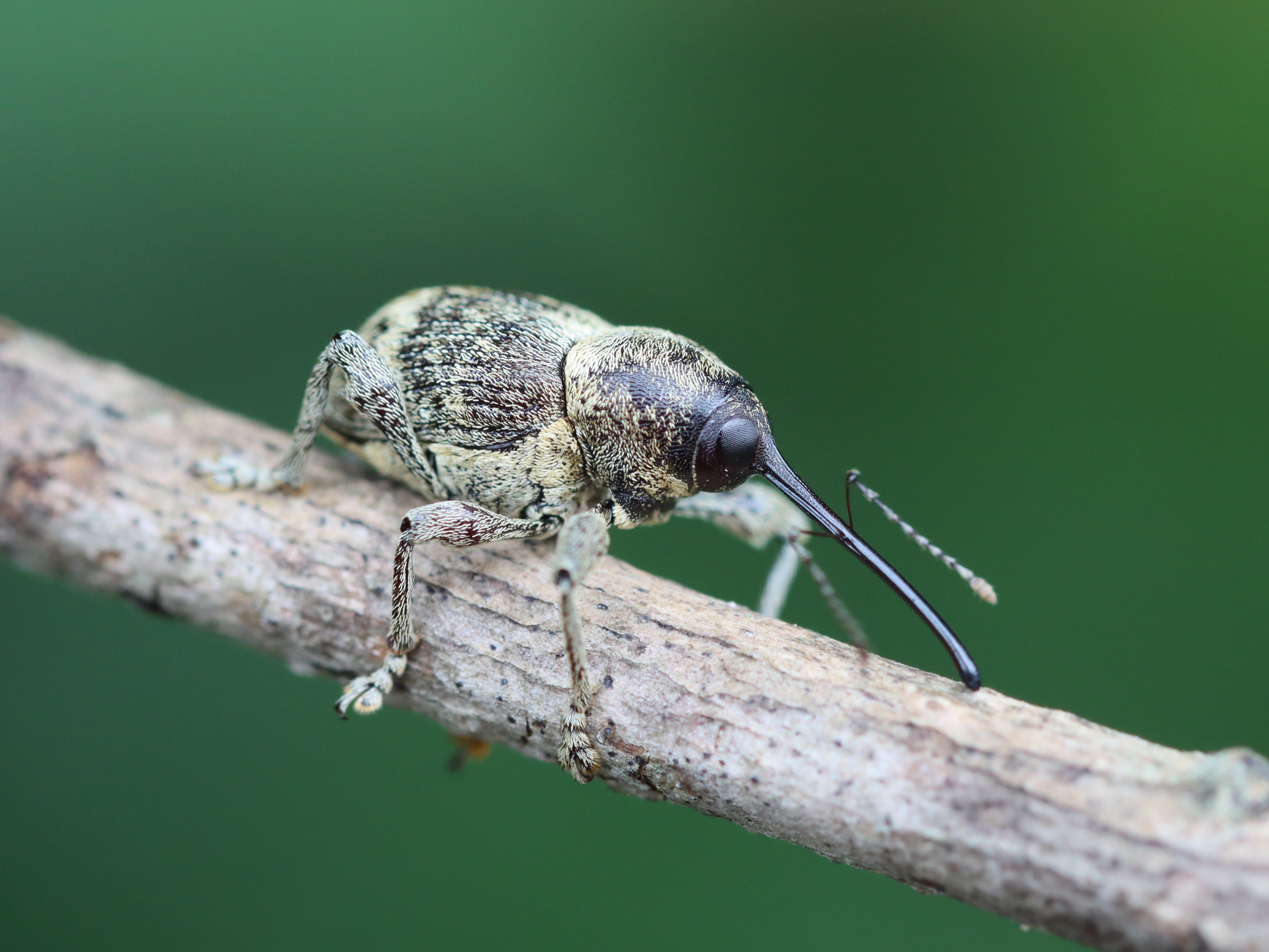 クヌギシギゾウムシ